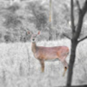 Meet your Posher, Luis